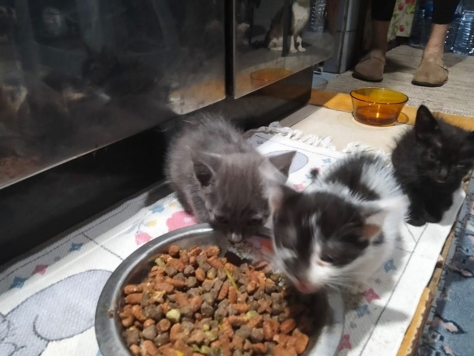 Gatinhos para adoção