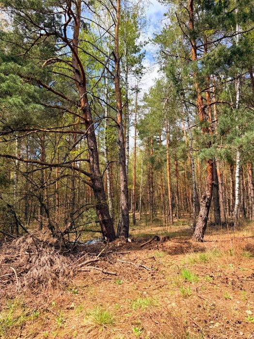 Продам 4га землі повністю заліснена. Підходить для будівництва