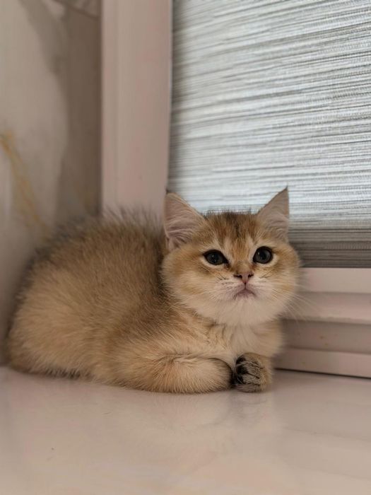 Британські кошенята