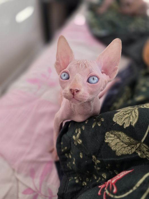 Sfinks Canadian sphynx