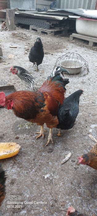 Продам молодого  півня.