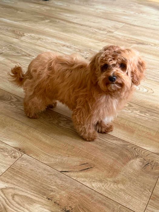Maltipoo F1b -gotowe do nowego domku