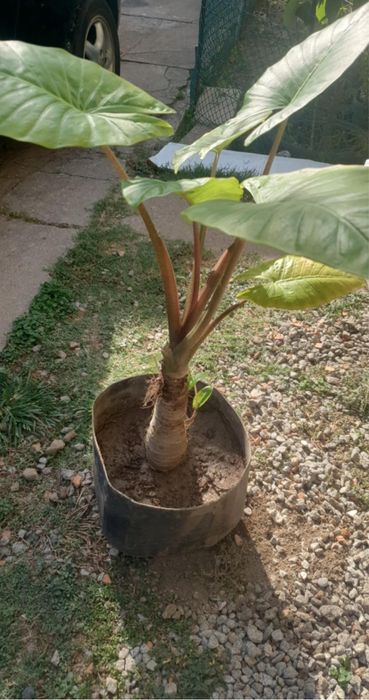 Vaso Orelhas de Elefante