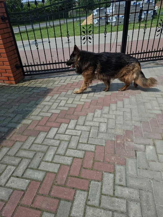 Owczarek niemiecki