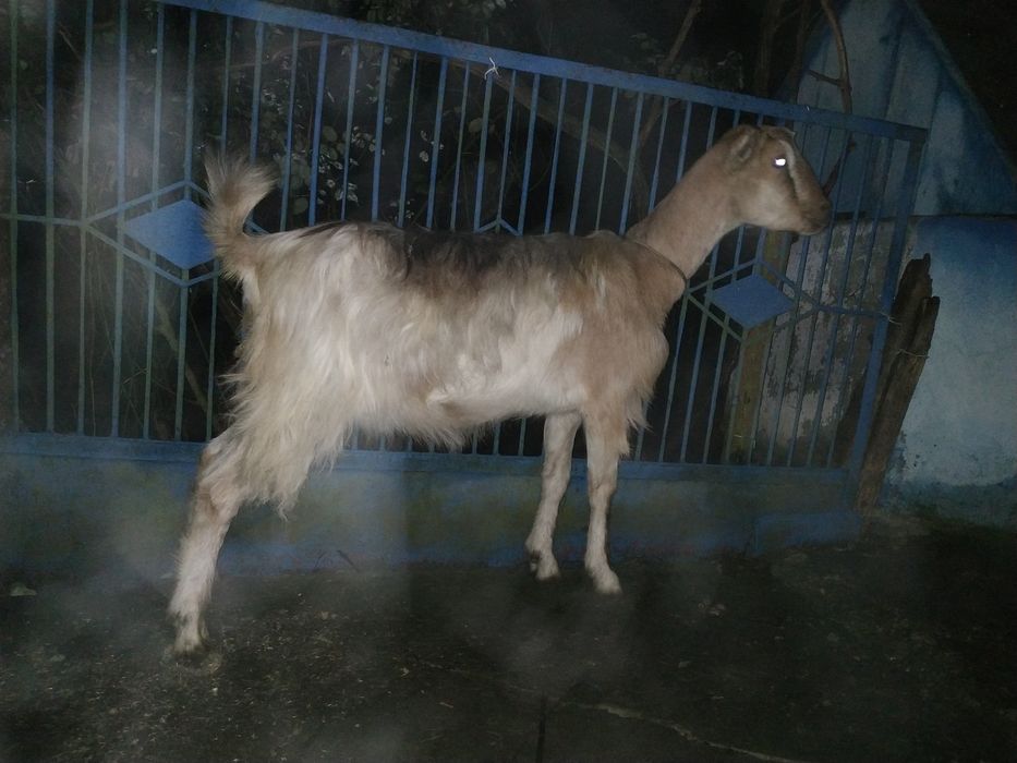 Коза  ЛаМанча, первістка, триколірна