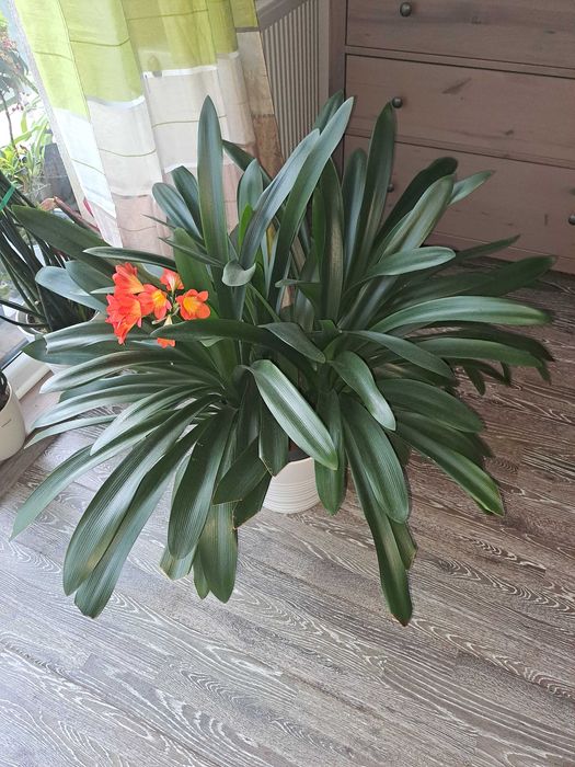 Kwiat Kliwia- kolor pomarańczowy