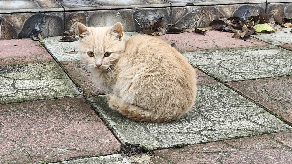 Кошенята, дівчинка і хлопчик