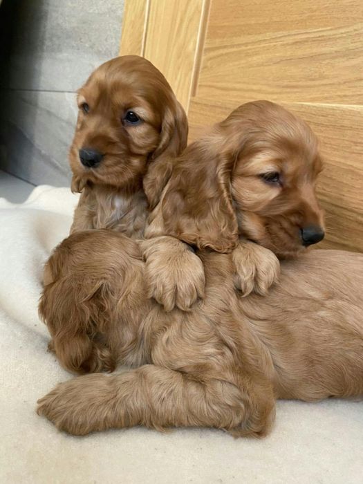 Szczeniaki cocker spaniel angielski juz do odbioru