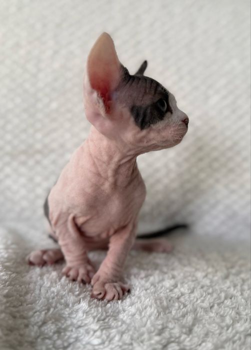 BARON - dostojny, uroczy kocurek  DevonRex