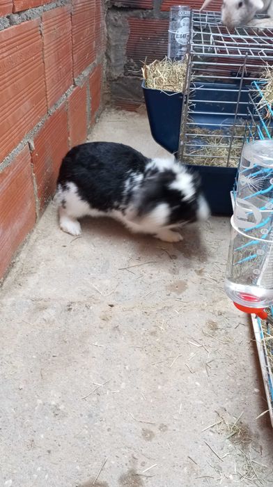 Casal de coelhos mini lop mansinhos