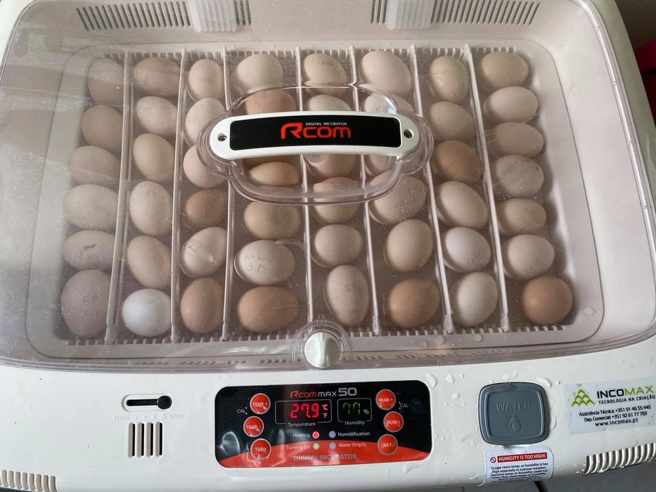 Pintos jersey gigante e Maline