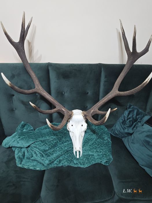 Wieniec zrzut zrzuty jelenia 9,30 kg