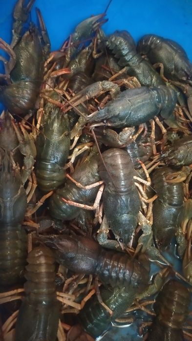 Раки річкові різних розмірів