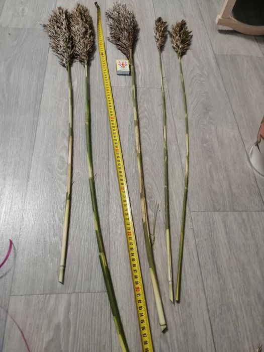 Очерет. Тростник. Камиш. Пампасна трава