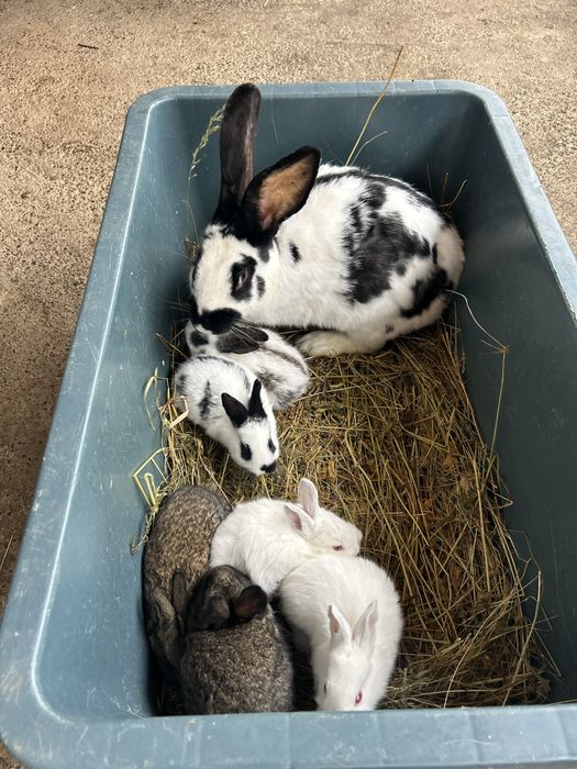 Продаються кролі,кролики,кролиці, різні