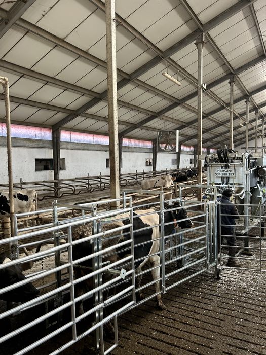 HoofCare Korekcja racic u bydła