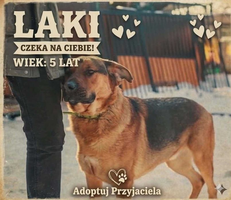 Alarm!! Laki ok 5 let. w typ.wspaniały pies czeka na dom Kotomysz
