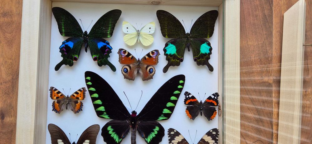 Gablotka motyle Trogonoptera Papilio Heliconius i inne na ścianę