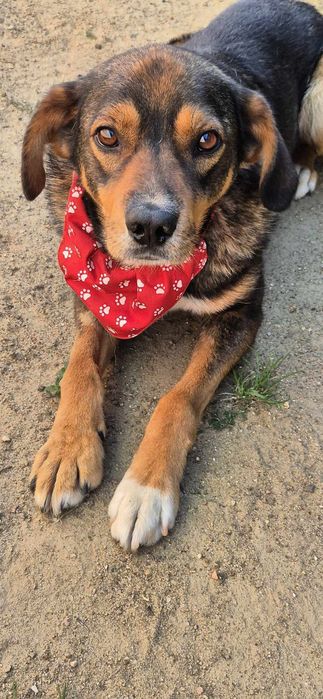 Piesek około 2 lata