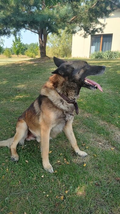 Owczarek belgijski malinois 5 lat – energiczny, dla aktywnej osoby