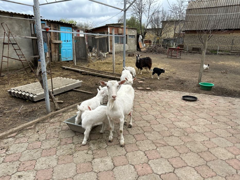 Козы в городе Рени