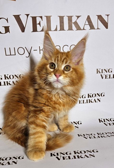 Рудий важковаговик мейн кун