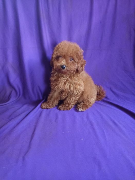 Цуценя ред Браун породне від маленьких батьків