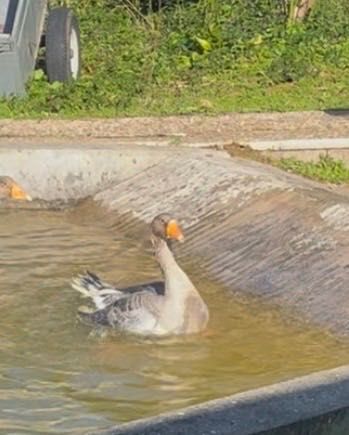 Pato ganso jovem