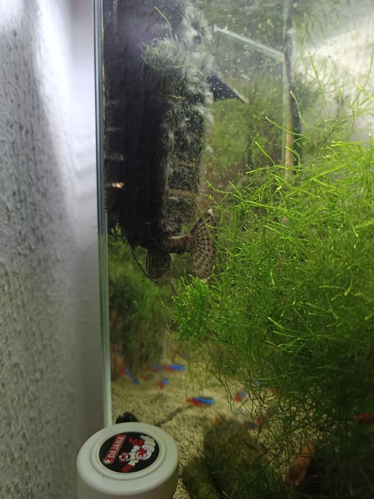 Aquário aquael 30 LT completo