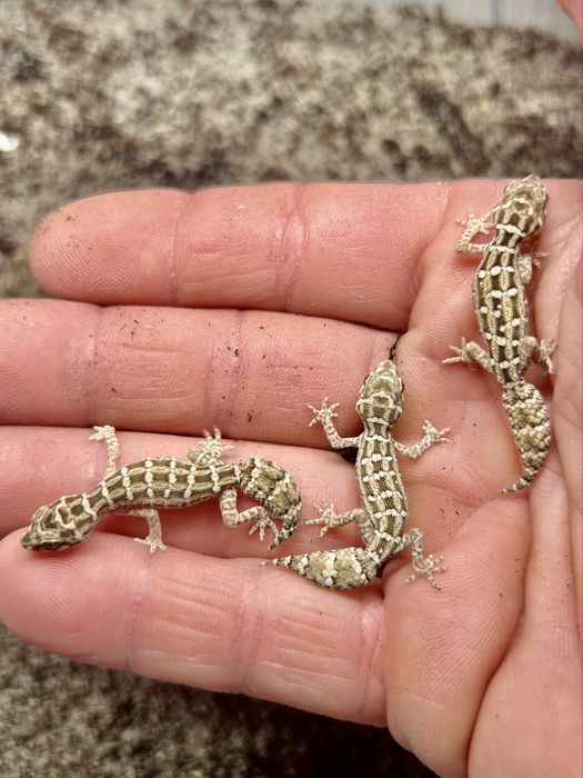 Hemidactylus imbricatus Gekon zmijowy mlode