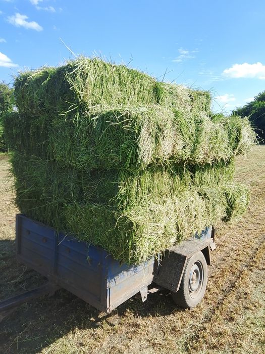 продам сіно люцерни
