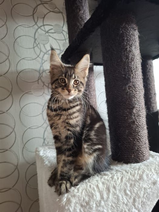 Sprzedam wyjątkowo piękną koteczke Maine Coon