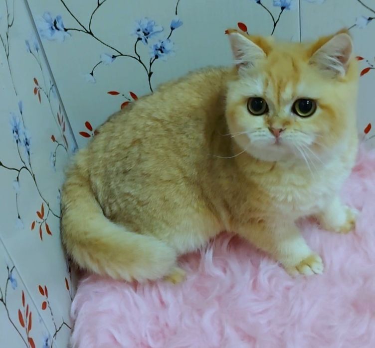 Котик золотая шиншилла, яркий окрас