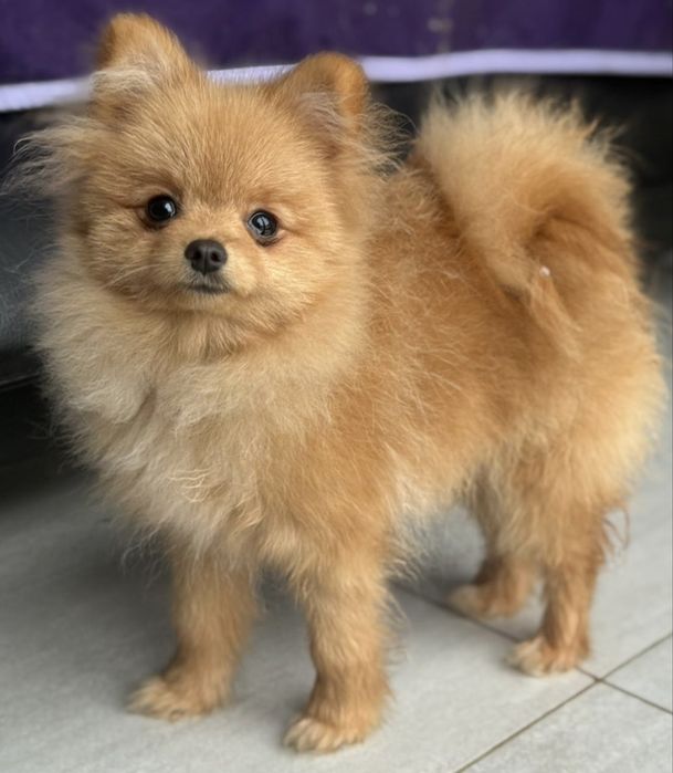 Szpic maly kremiwy piesek ZKwP FCI