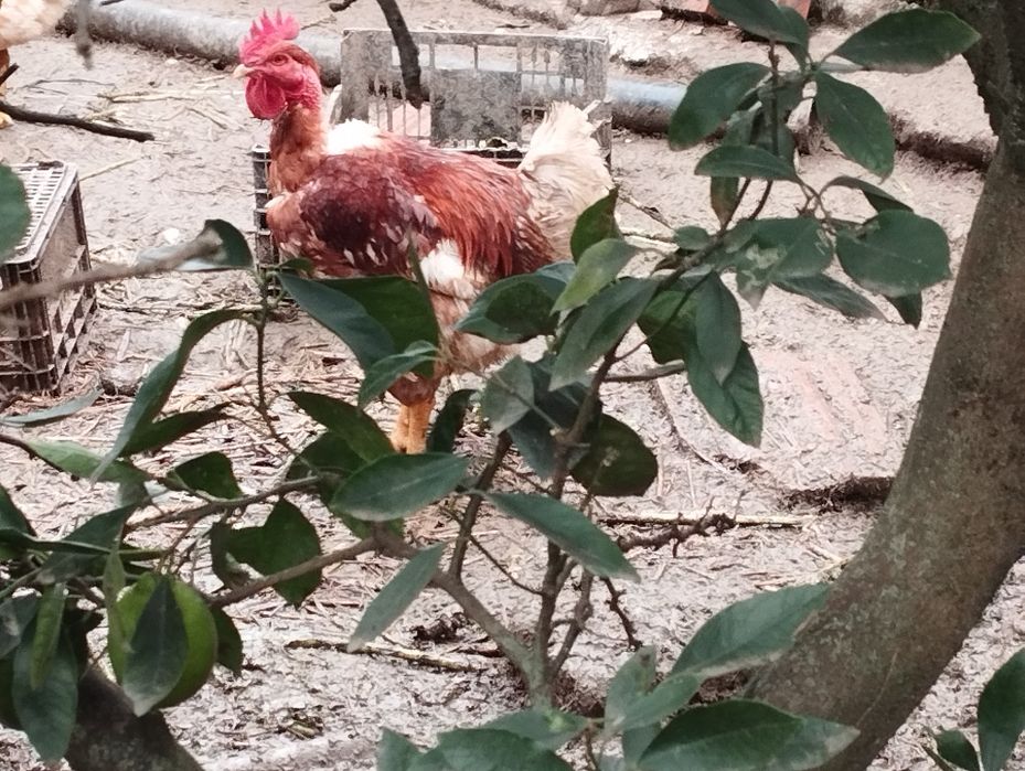 Galos criados em liberdade
