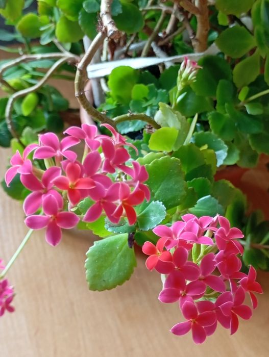 Продаю комнатные растения