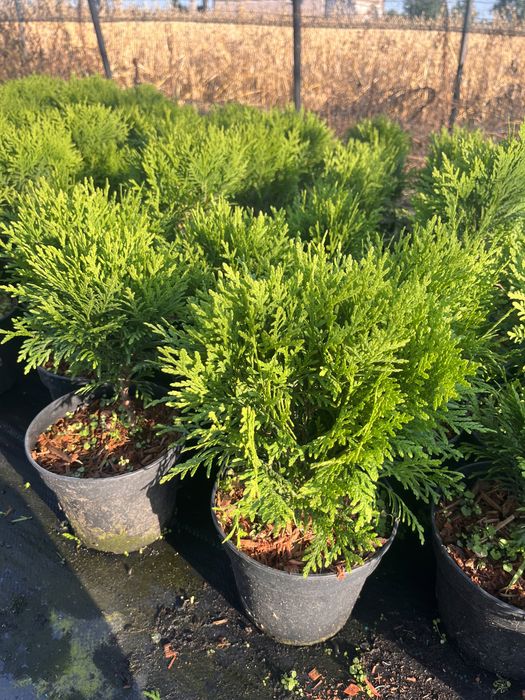 Tuja Danica Thuja occidentalis sadzonka doniczka 1.5 L -1 szt.