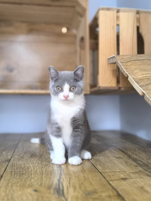 Kot Brytyjski niebiesko biały Amor gotowy do odbioru