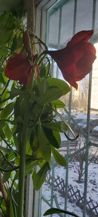 Гиппеаструм семейства амариллис