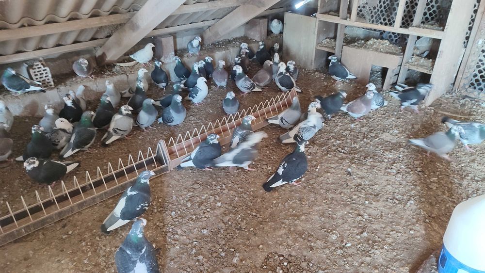 Gołębie Staropolskie