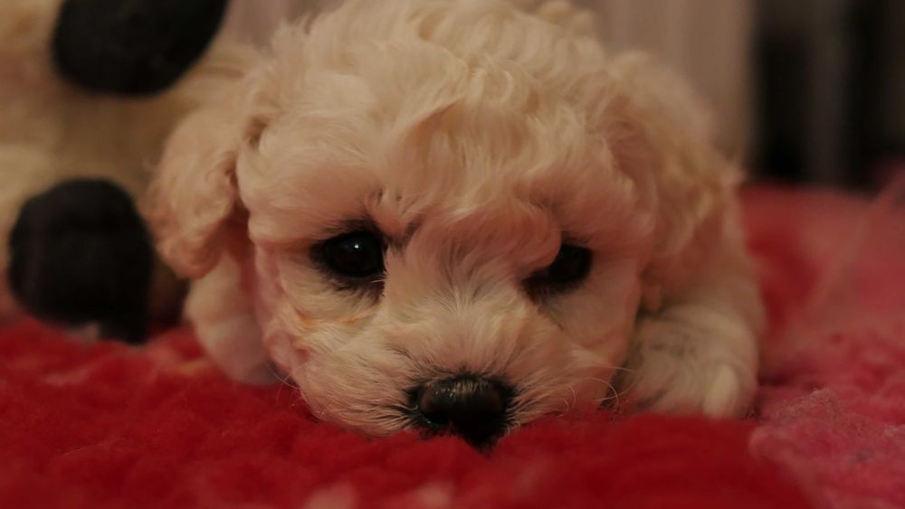 Wyjątkowy  chłopczyk  Bichon Frise ZKwP/FCI