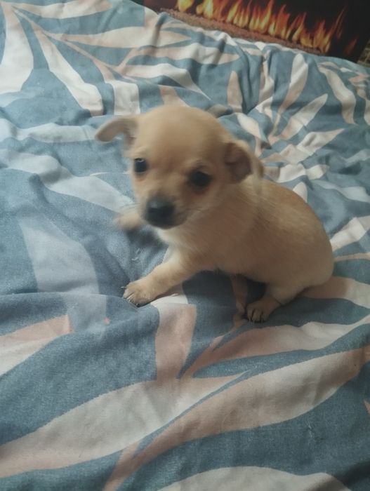 Chihuahua piesek