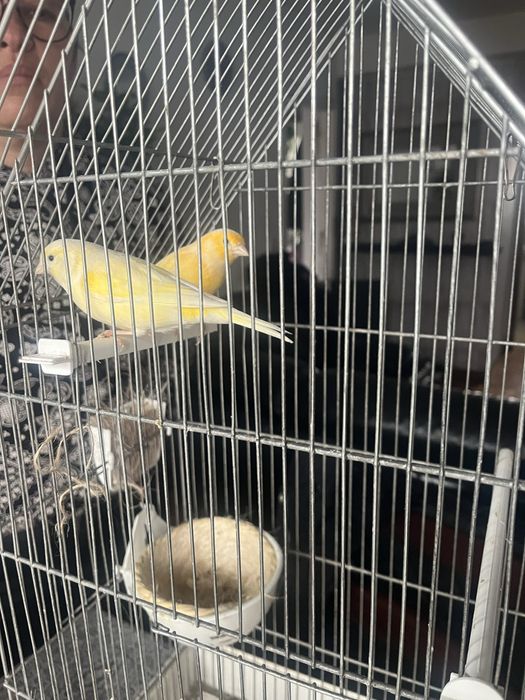 Casal de canarios + Gaiola