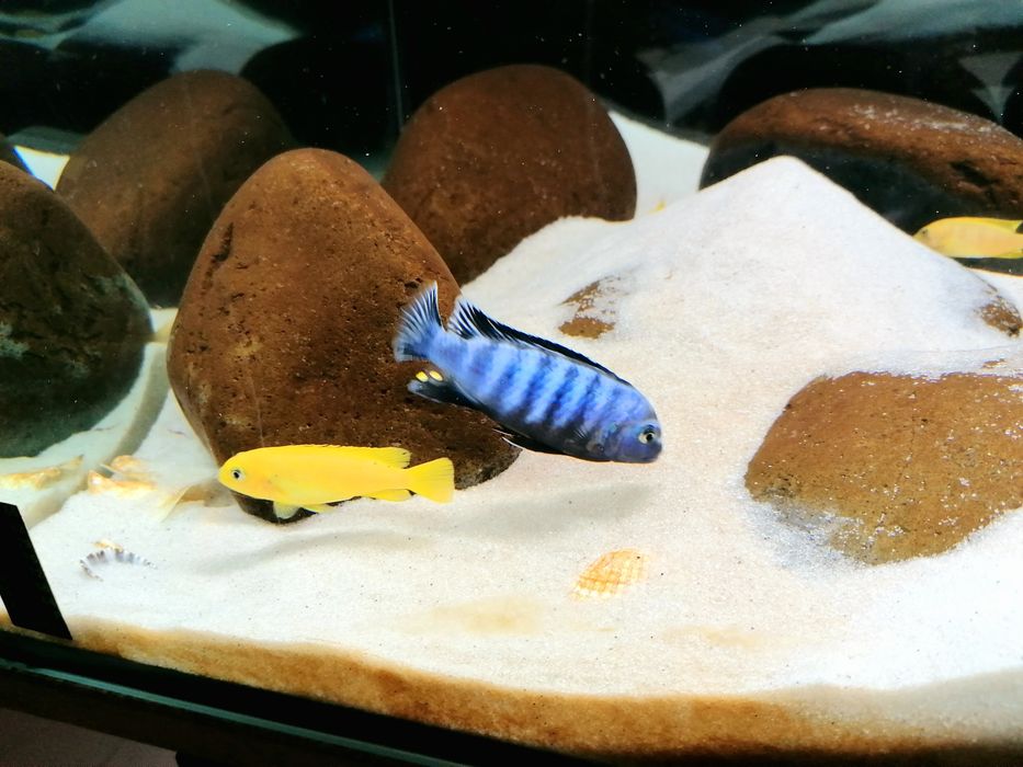 PROMOÇÃO Ciclideos Africanos Malawi Saulosi