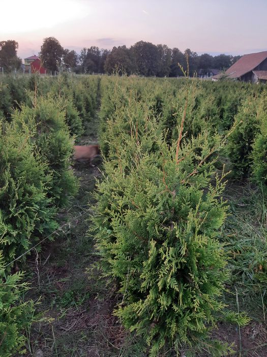 Tuja thuja brabant wys100cm-400cm formowana