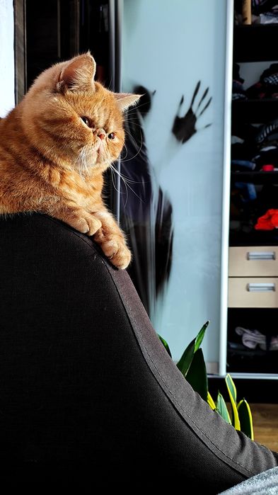 Вязка перс екзот дівчинка