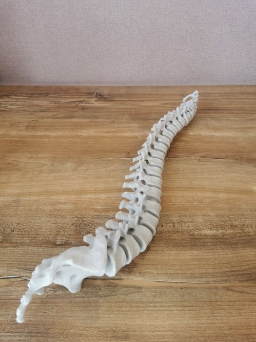 Anatomiczny kręgosłup człowieka