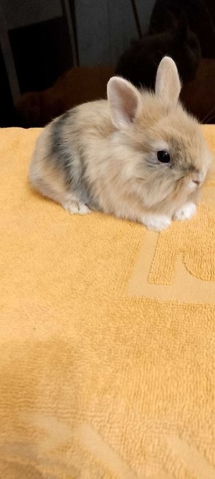 Króliczki miniaturki