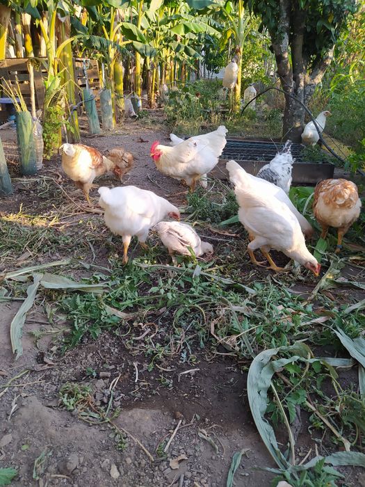 Galo galinha caseiros criados no campo