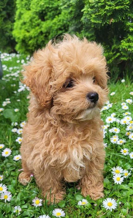Sunia maltipoo f1 3miesiace (po wściekliźnie)